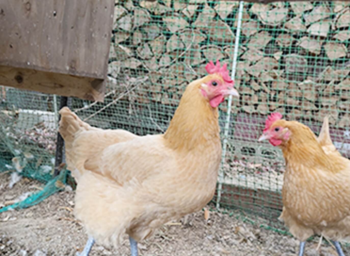 平飼いで育てられている名古屋コーチン