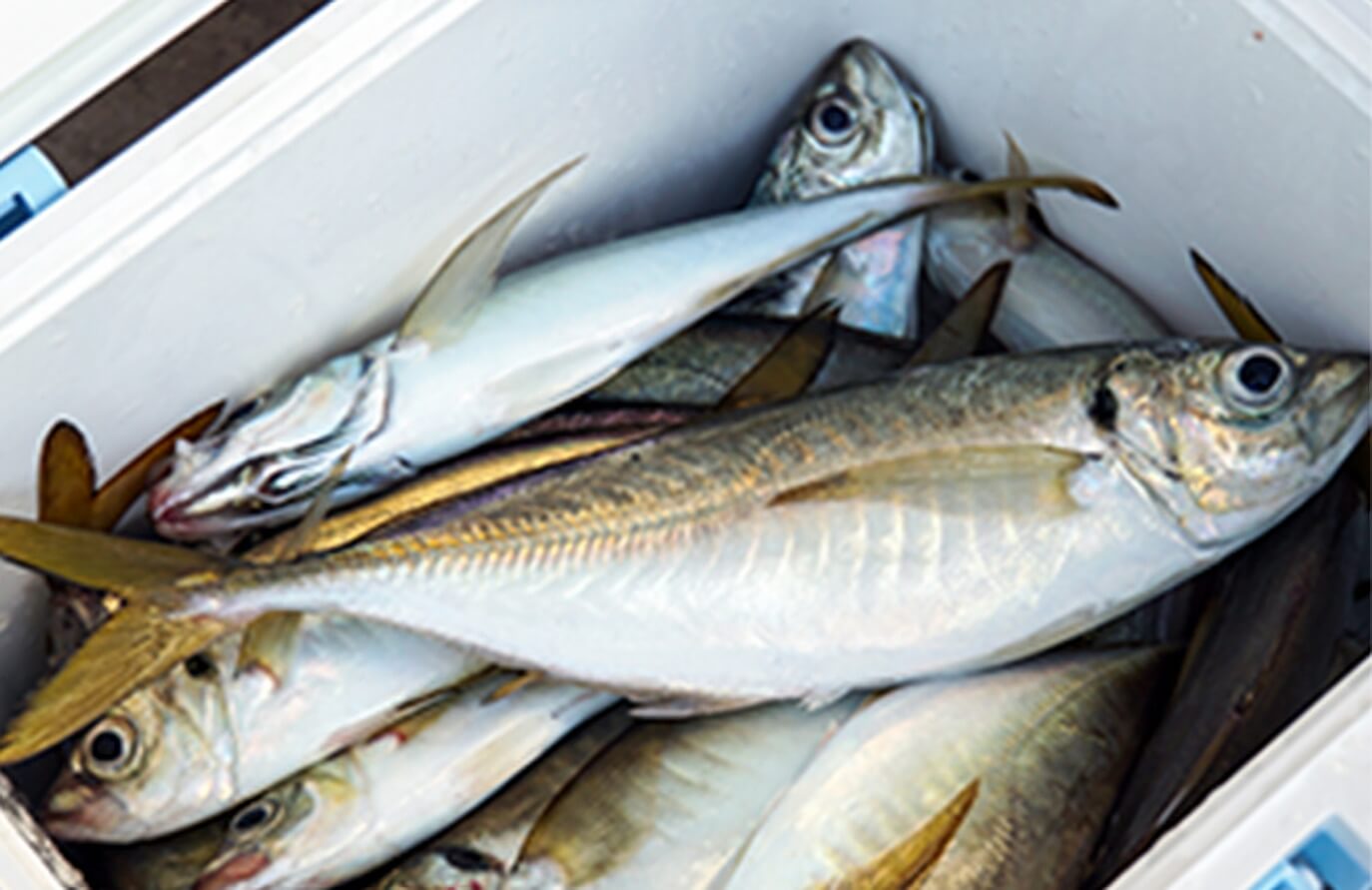 瀬戸内の海で釣ったアジが収まるクーラーボックス